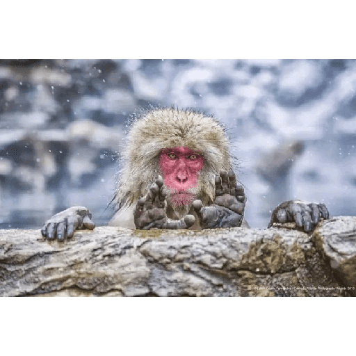 Animales 6