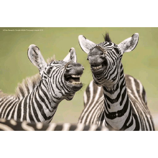 Animales 7