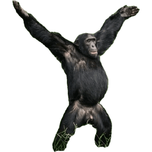 Animales 8