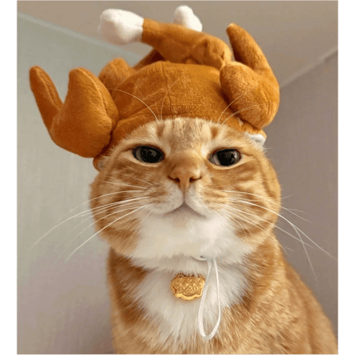 Gatinhosss 11