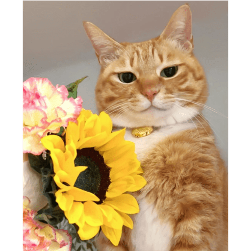 Gatinhosss 3
