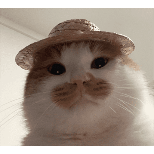 Gatinhosss 17