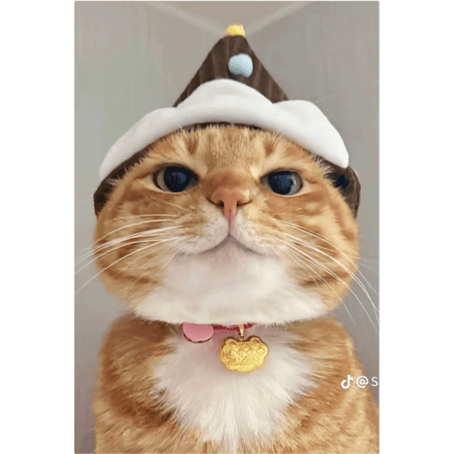 Gatinhosss 9