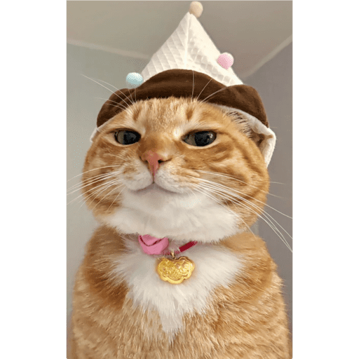 Gatinhosss 2