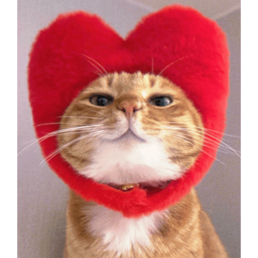 Gatinhosss 4
