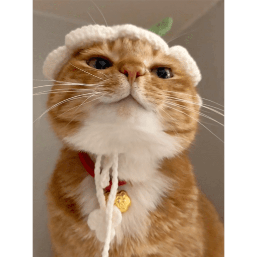 Gatinhosss 5