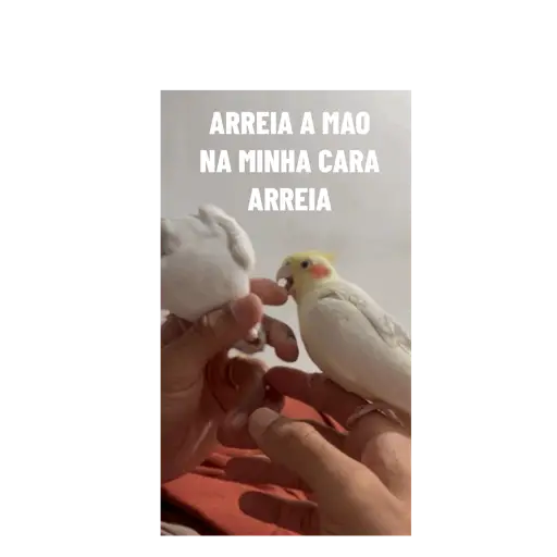 Minhas figurinhas 8