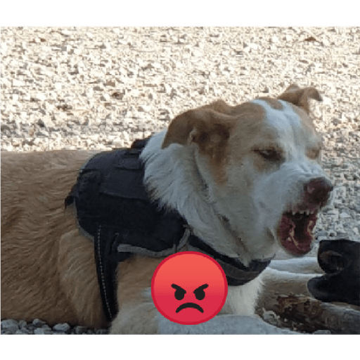 Perritos bonitos🐶 3