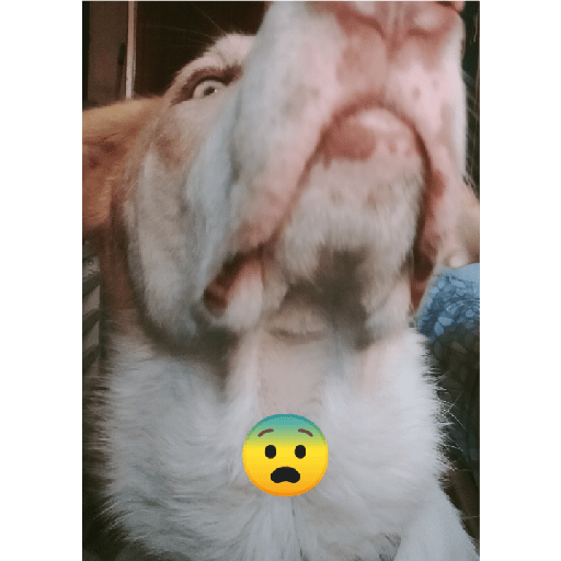 Perritos bonitos🐶 2