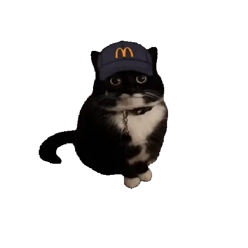 Animales Tiktok Viral 🐱🐈🐈⬛ 12