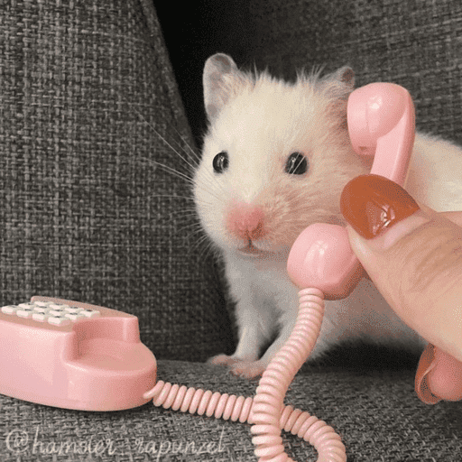 Hamster  13
