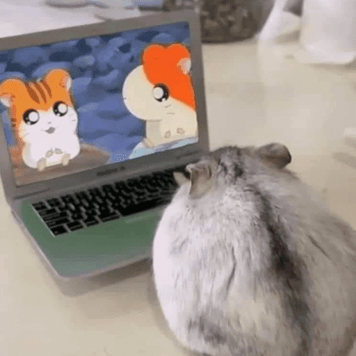 Hamster  6