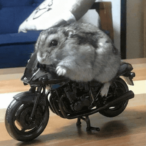 Hamster  3