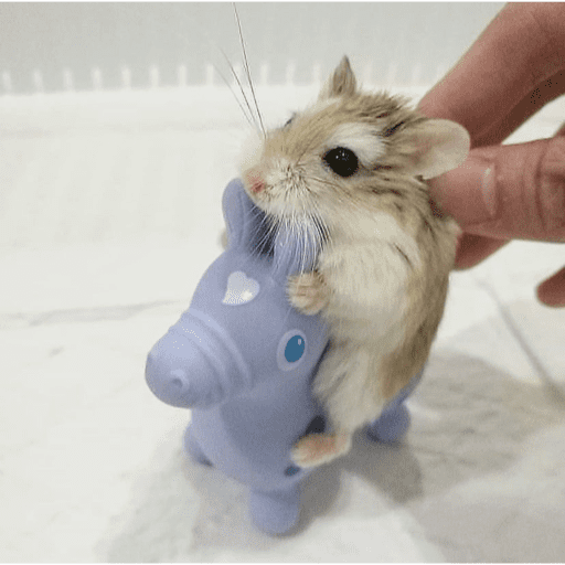 Hamster  4