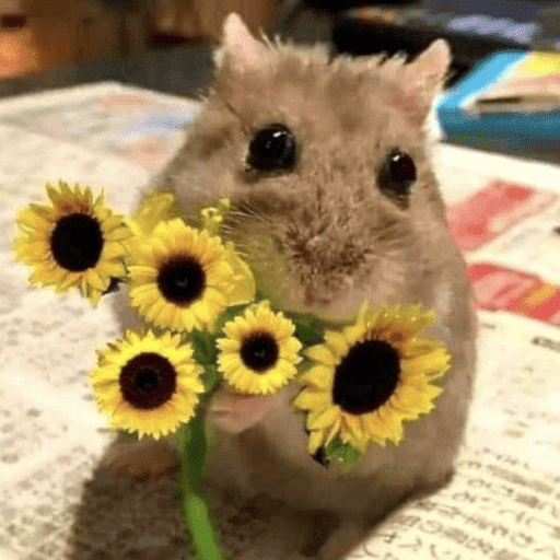 Hamster  9
