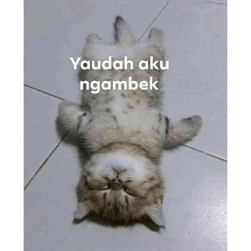 Meme anjing pt2 18