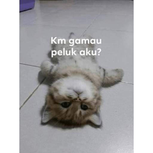 Meme anjing pt2 19