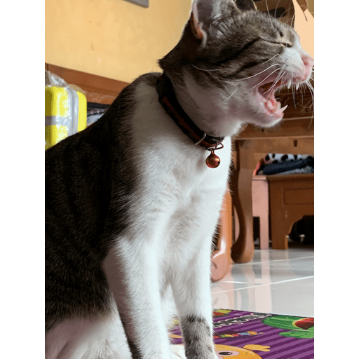 Meme anjing pt2 22