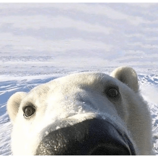 Animales 4 2
