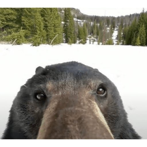 Animales 4 4