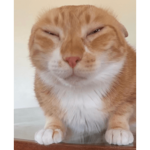 Animales 4 5