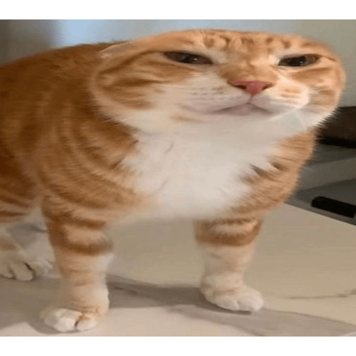 Animales 4 13