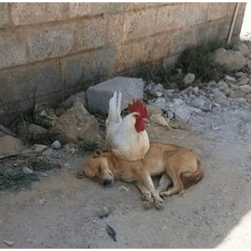 Animales 4 11