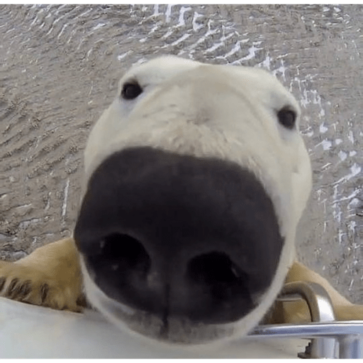 Animales 4 3