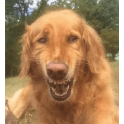Tik tok memes  20