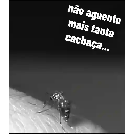 Gil do Barril 