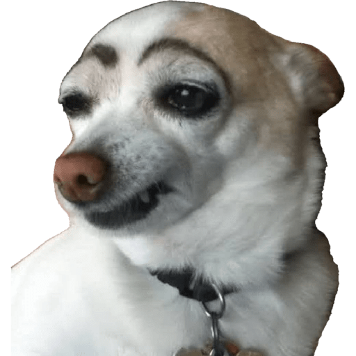 Perritos con cejas
