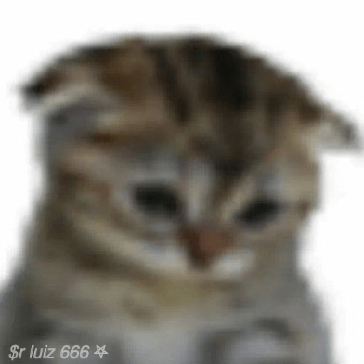 Gatos / +55 62 98446-8573 24
