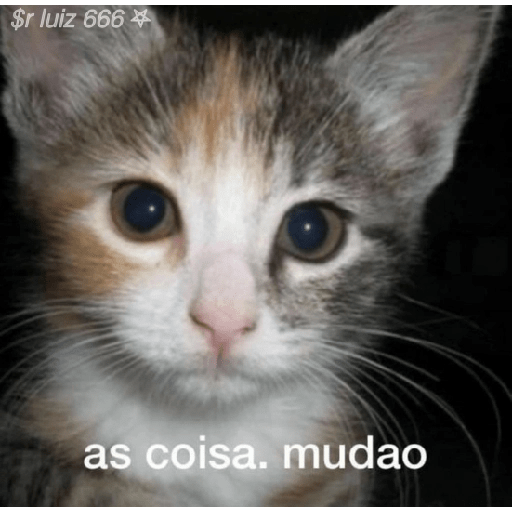 Gatos / +55 62 98446-8573 25