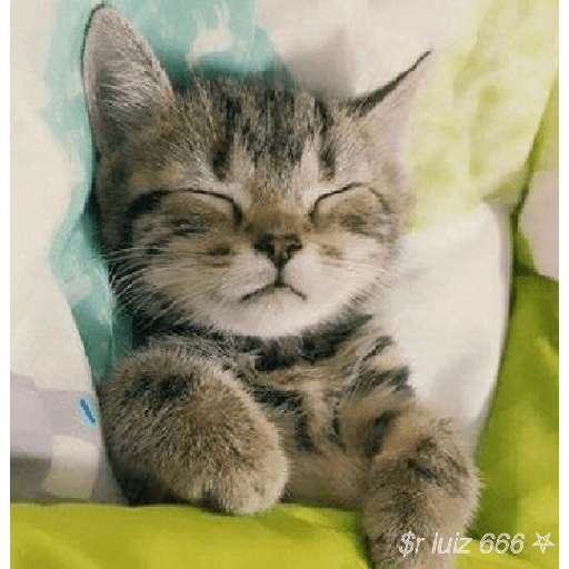 Gatos / +55 62 98446-8573 13