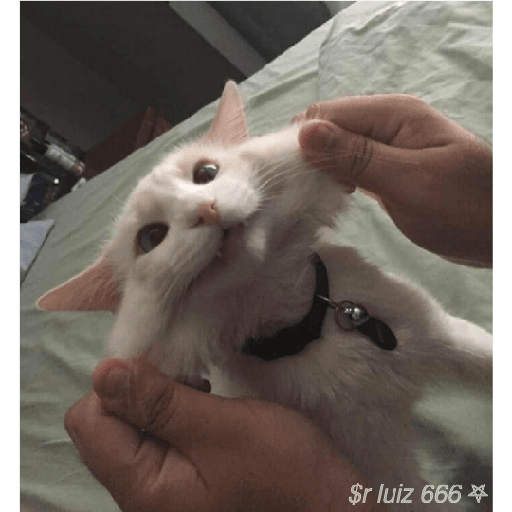 Gatos / +55 62 98446-8573 9