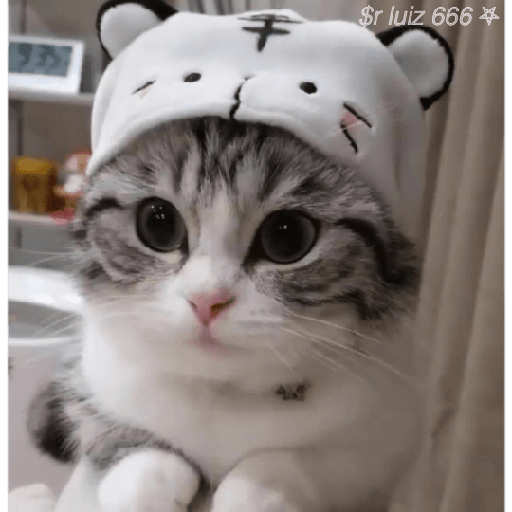 Gatos / +55 62 98446-8573