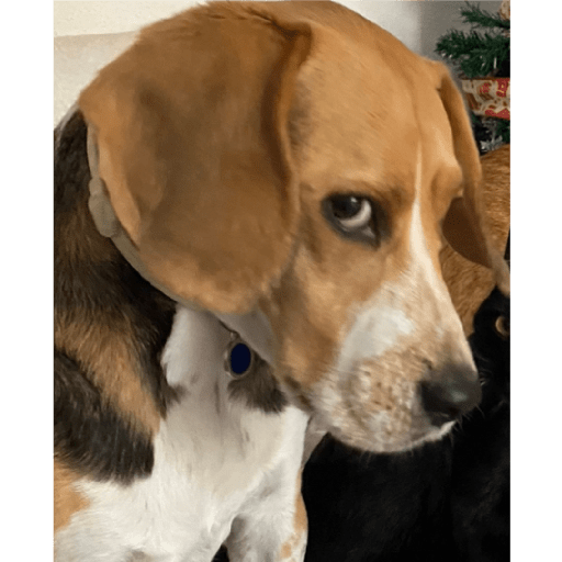 Tiktok @Iron__thebeagle🐶🤎