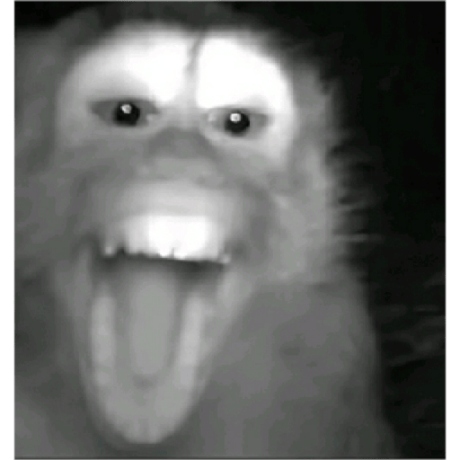 Só minhas 12