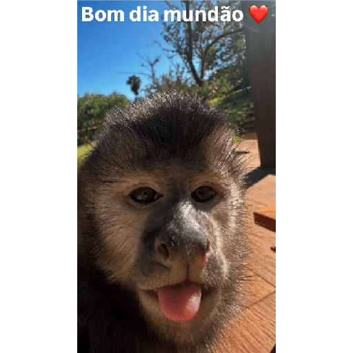 Só minhas 11