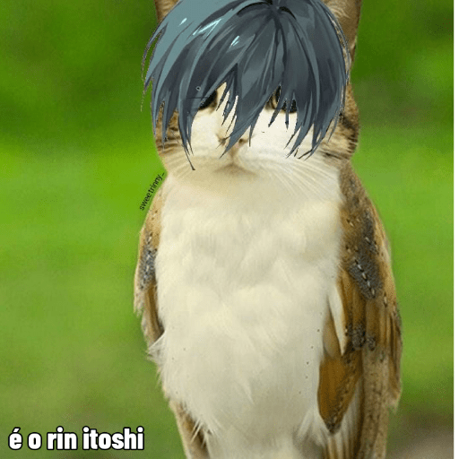 Meowl  12