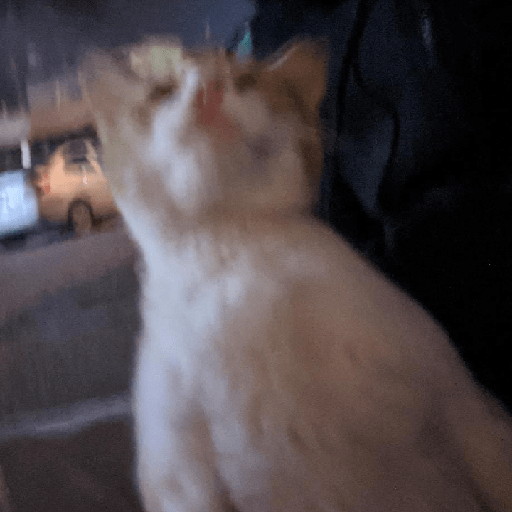 Cato 4