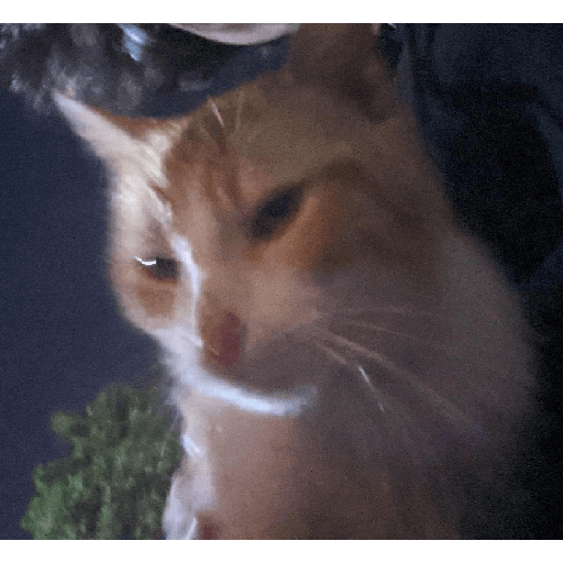 Cato 2