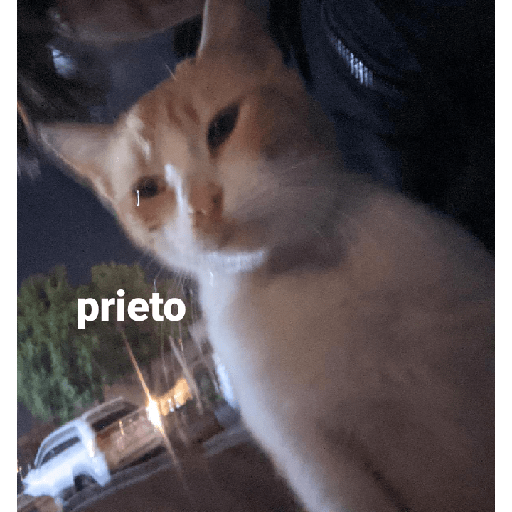 Cato