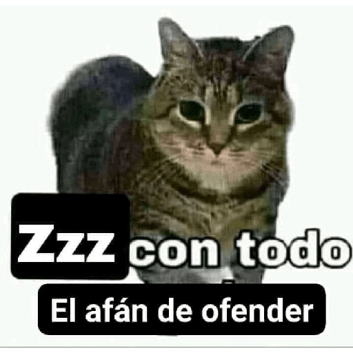 Cato 10