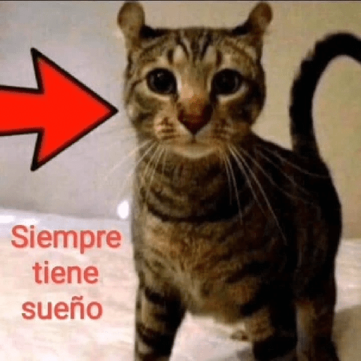 Cato 7