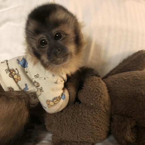 Macaquinhos 