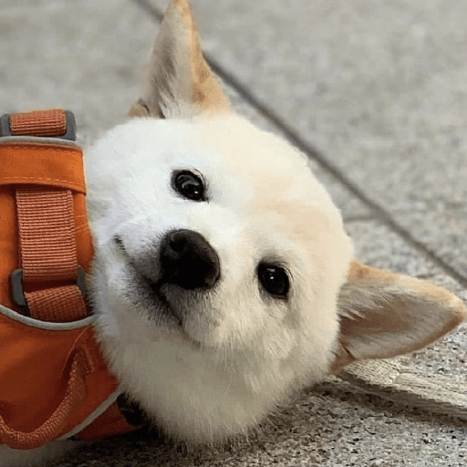 Doggo_4 3