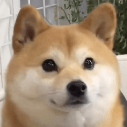 Doggo_4 2