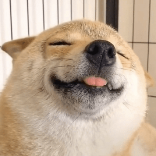 Doggo_4 5