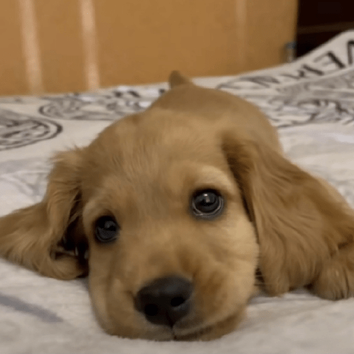 Doggo_4 6